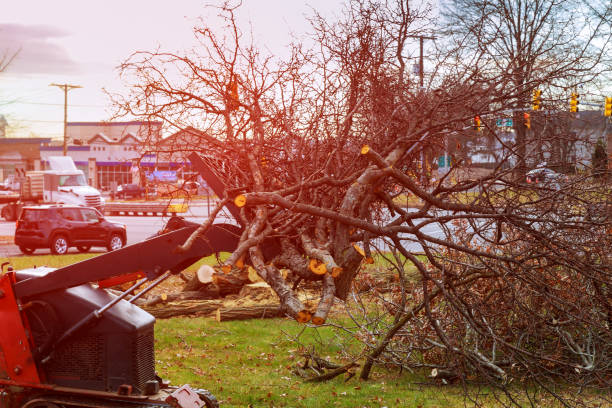 Best Root Management and Removal  in Cataula, GA